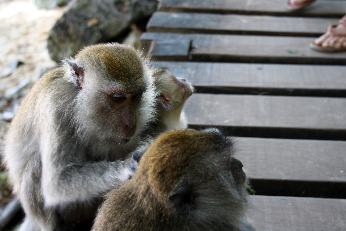 aonang-monkeys 07.01.2013 12-17-15