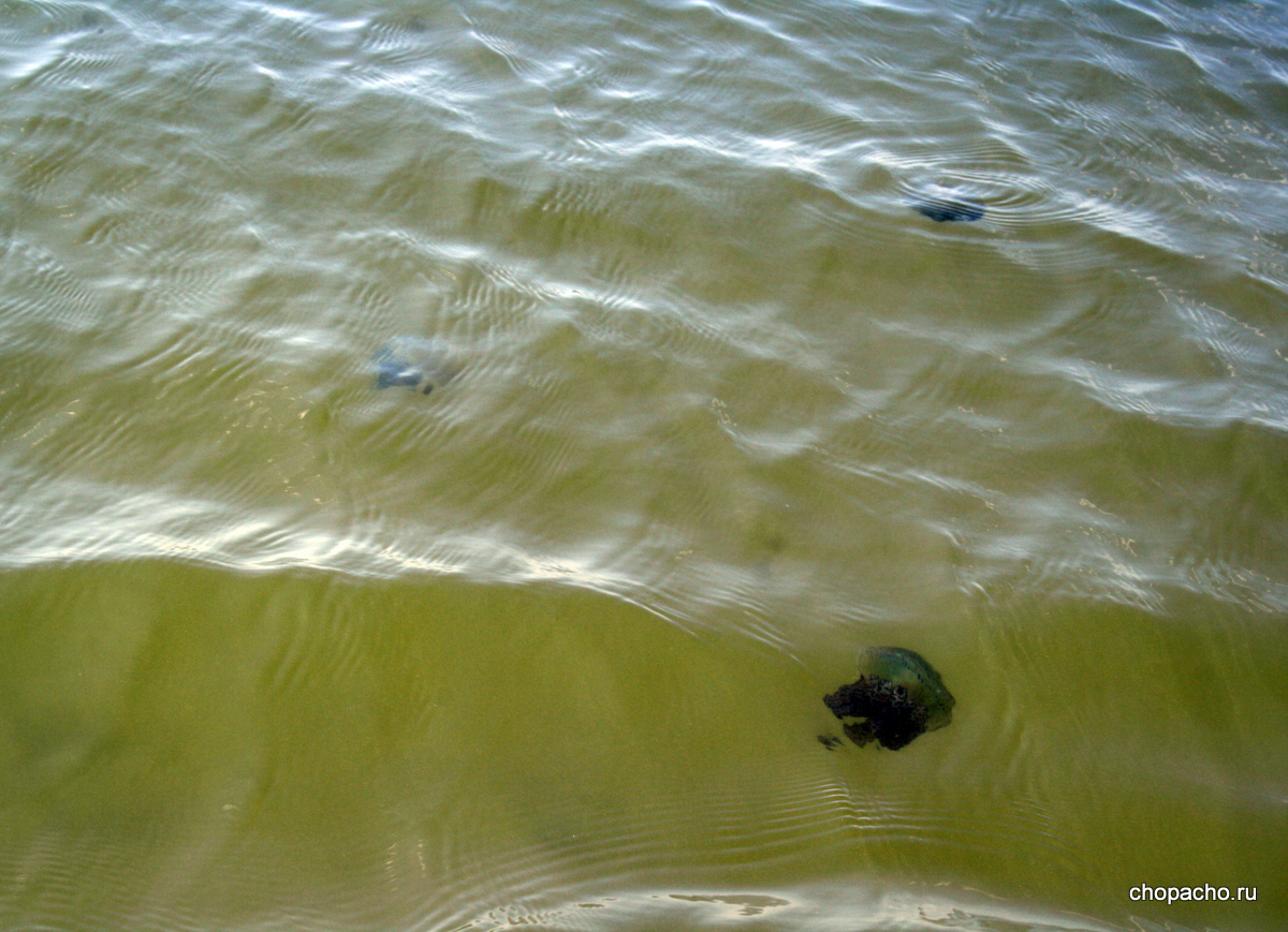 Медузы на пляже Очутел в Сиануквиле, Кмбоджа