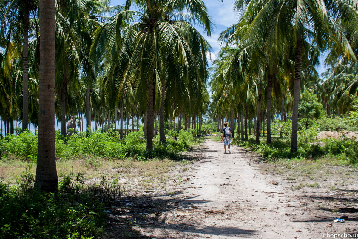 протоптанная дорожка среди пальм