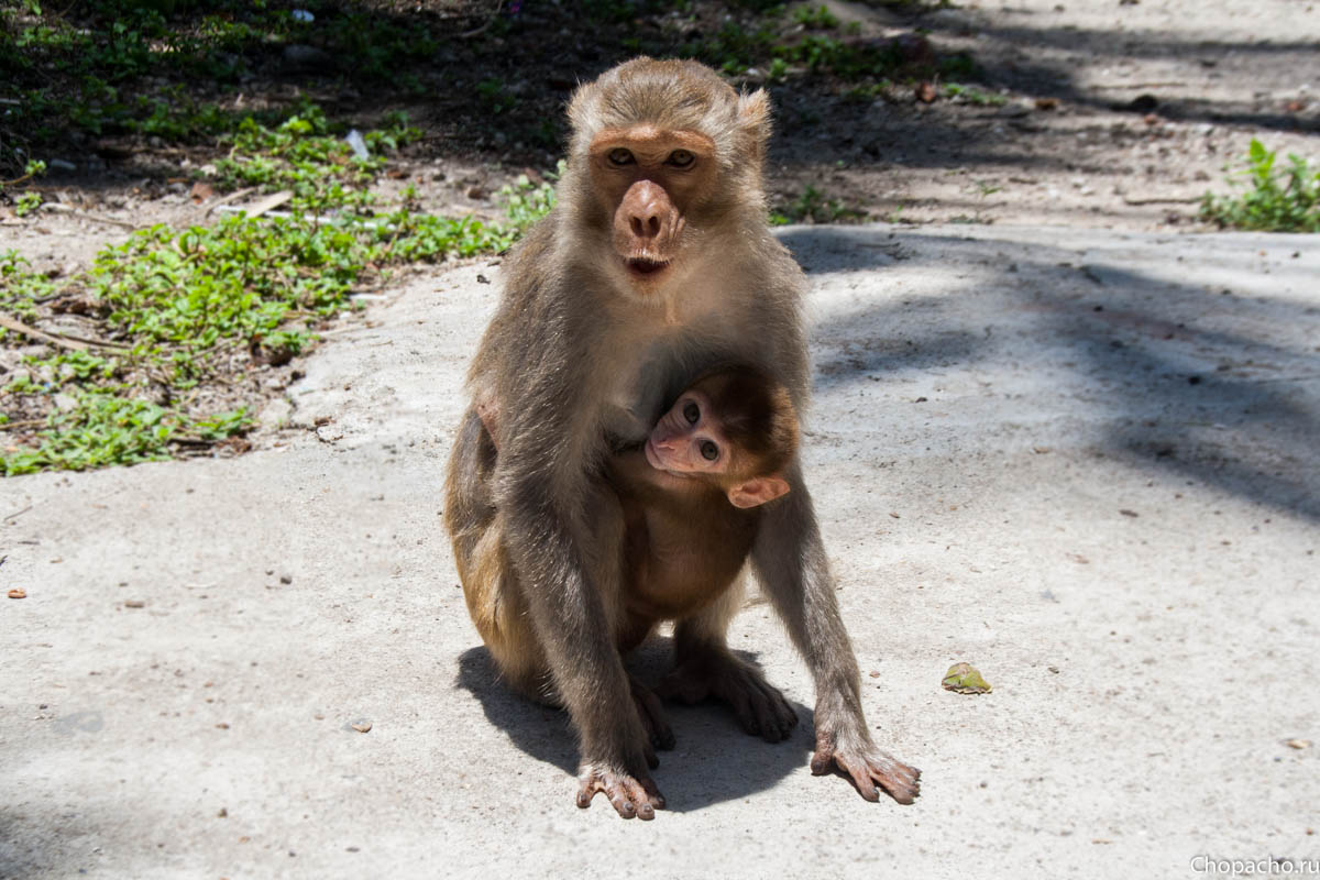 обезьяна с ребёнком