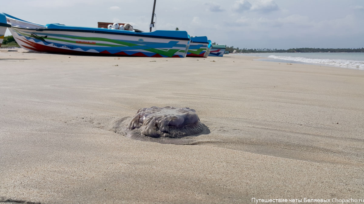 Медузы на пляже Шри-Ланки, Тринкомали 2015