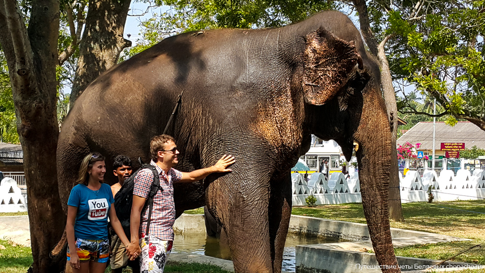 Покормить слонов на Шри-Ланке