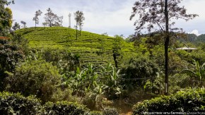 чайные плантации